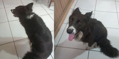 Cachorra da raça border collie é encontrada e aguarda dono em Camaquã