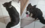 Cachorra da raça border collie é encontrada e aguarda dono em Camaquã