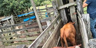 Gado sem procedência é apreendido pela polícia em Canguçu