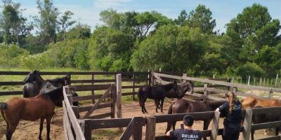 Operação Pealo: Polícia Civil recupera animais avaliados em R$ 40 mil