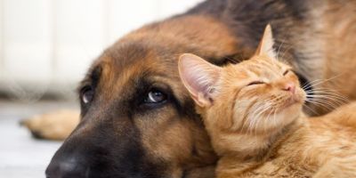 Castração gratuita é oferecida para quase 200 cães e gatos de famílias com baixa renda em Camaquã