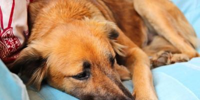 Março Amarelo Pet alerta para doenças renais silenciosas que afetam cães e gatos