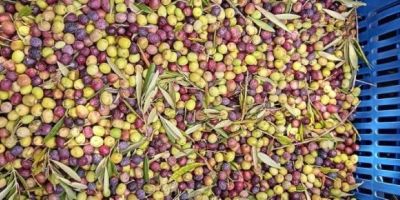 Olivicultura avança e projeta safra histórica no RS