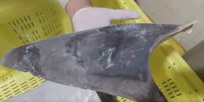 Exportação de barbatana do tubarão-azul é proibida no Brasil