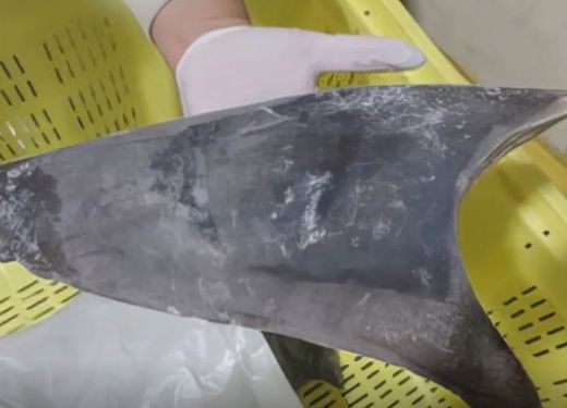 Exportação de barbatana do tubarão-azul é proibida no Brasil