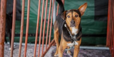 Com foco em fortalecer políticas públicas de proteção, 2º Encontro Estadual pelo Dia dos Animais será realizado no RS