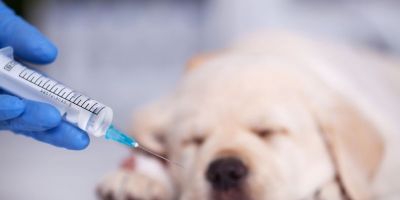 Quais vacinas um cachorro precisa tomar?