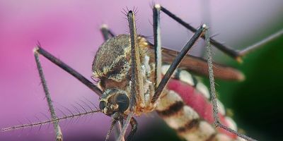 Governo confirma primeiro óbito por dengue do ano no RS