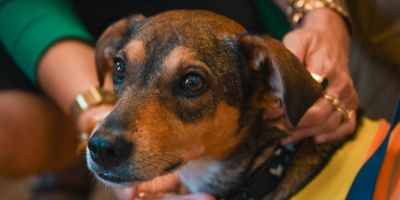 Governo do RS lança cartilha de bem-estar animal voltada a gestores municipais e entidades da área