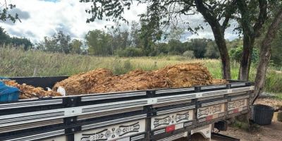 Três homens são presos em ação que investiga o furto de 55 arrobas de fumo em Amaral Ferrador