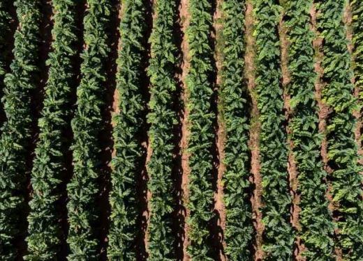 Venda do tabaco assegura mais de R$ 117 milhões de ICMS aos municípios do RS