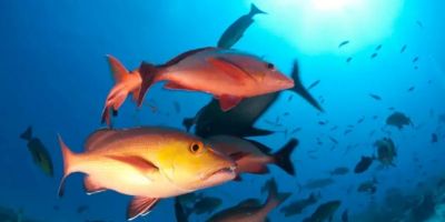 Lista de peixes e invertebrados ameaçados de extinção é atualizada