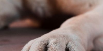 Cães e gatos são resgatados com vida após ação judicial no Vale dos Sinos