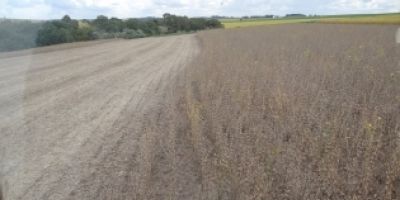 Colheita da soja no Brasil terá encerramento oficial em Santa Rosa