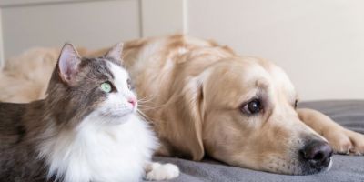 Restam menos de 100 vagas para castração gratuita de cães e gatos em Camaquã
