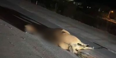 Equino morre após ser atropelado na BR-116 em Camaquã