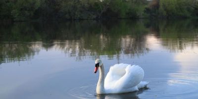 Zoológico de Sapucaia do Sul suspende visitação após cisnes morrerem