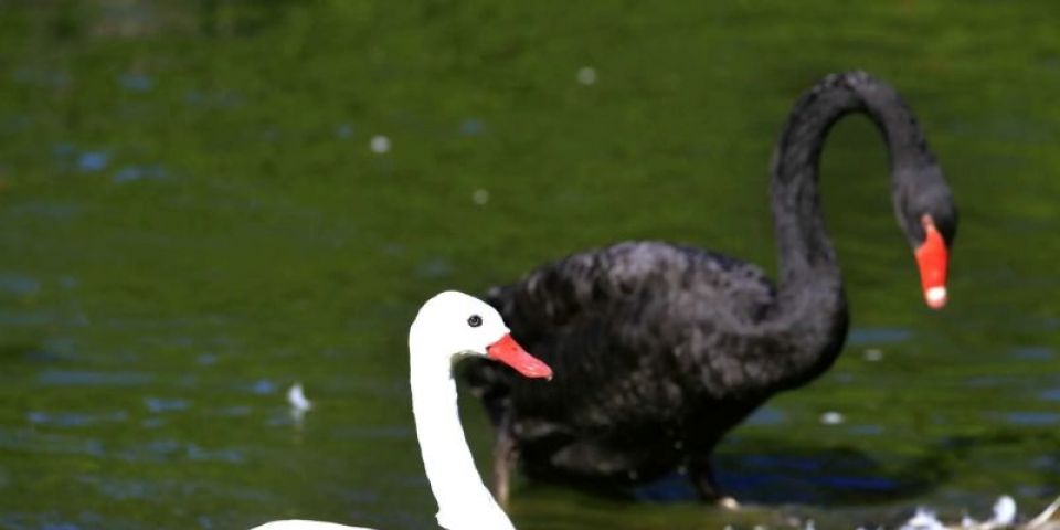 Teste descarta Influenza Aviária em aves mortas no Zoológico de Sapucaia do Sul
