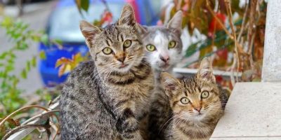MPRS busca pena máxima contra réu acusado de torturar gatos em Caxias do Sul