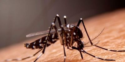 RS confirma segunda morte causada por dengue em 2026