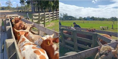 Operação da Decrab Camaquã apreende 47 bovinos em propriedade de São Lourenço do Sul