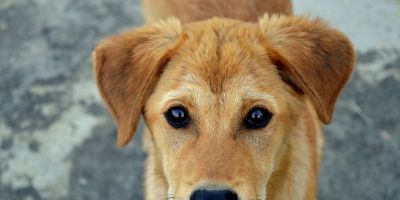 Projeto cria instrumentos para ampliar proteção animal em Camaquã