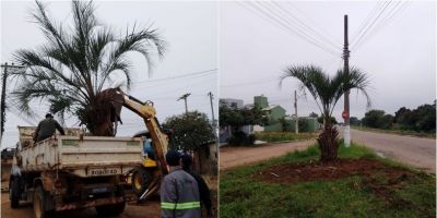 Butiazeiro é transplantado em ação de preservação ambiental em Camaquã