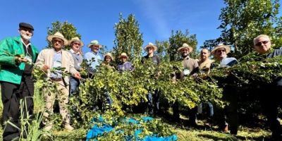 Colheita da erva-mate é aberta com expectativa de safra de 310 mil toneladas de folhas verdes