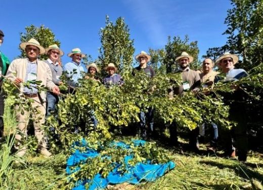 Colheita da erva-mate é aberta com expectativa de safra de 310 mil toneladas de folhas verdes
