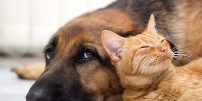Inscrições para mutirão que vai castrar animais domésticos estão abertas em Dom Feliciano