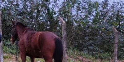 Populares ajudam cavalo na Avenida Nestor de Moura Jardim