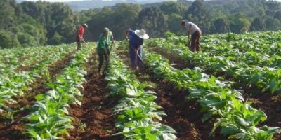 Câmara Setorial do Tabaco tem sua 50ª reunião ordinária na próxima terça