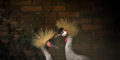 Parque Zoológico, em Sapucaia do Sul, recebe grous resgatados na fronteira e amplia diversidade de aves