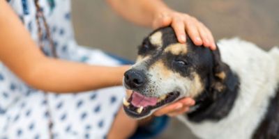 Camaquã é habilitada para disputar recursos do fundo estadual de proteção animal