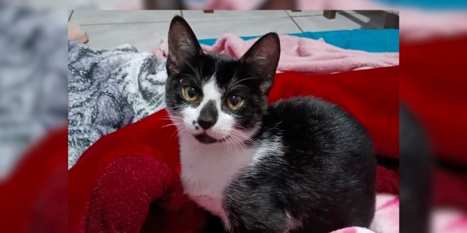 Família procura por gatinho desaparecido em Camaquã