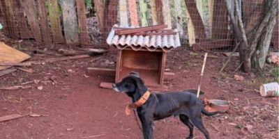 Justiça decreta prisão de homem investigado por maus-tratos a animais em Cruz Alta