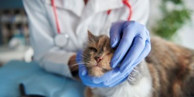 Diagnóstico tardio ainda é um dos principais desafios na oncologia veterinária