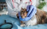 Diagnóstico tardio ainda é um dos principais desafios na oncologia veterinária