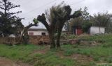 Prefeitura de Camaquã orienta sobre poda drástica e alerta para infração ambiental