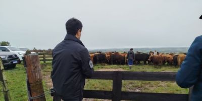 Decrab de Camaquã recupera 46 dos 47 bovinos furtados de fazenda em São Lourenço do Sul
