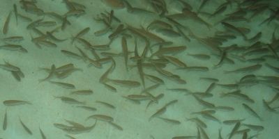 Secretaria de Agricultura de Camaquã abre inscrições para encomendas de alevinos