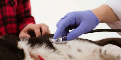 Dia Mundial contra a Raiva alerta para a importância do diagnóstico rápido