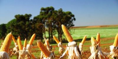 Abril é o mês para encomendar o milho Safra