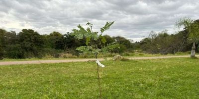 Plantio de pau-brasil marca comemoração em alusão ao Dia da Árvore em Camaquã