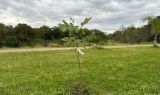Plantio de pau-brasil marca comemoração em alusão ao Dia da Árvore em Camaquã