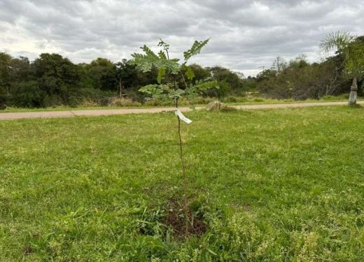 Plantio de pau-brasil marca comemoração em alusão ao Dia da Árvore em Camaquã