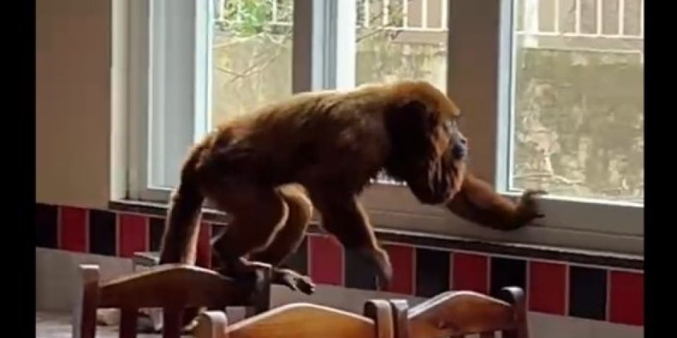 VÍDEO: bugio é flagrado dentro de lancheria em Camaquã