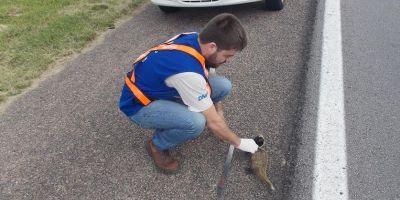 Comportamento dos animais na BR-116/RS varia de acordo com a estação do ano