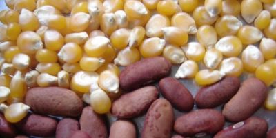 Resultados do Programa Milho e Feijão serão apresentados em eventos de início da colheita