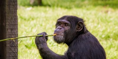 Parque Zoológico de Sapucaia do Sul abre normalmente no Dia das Crianças